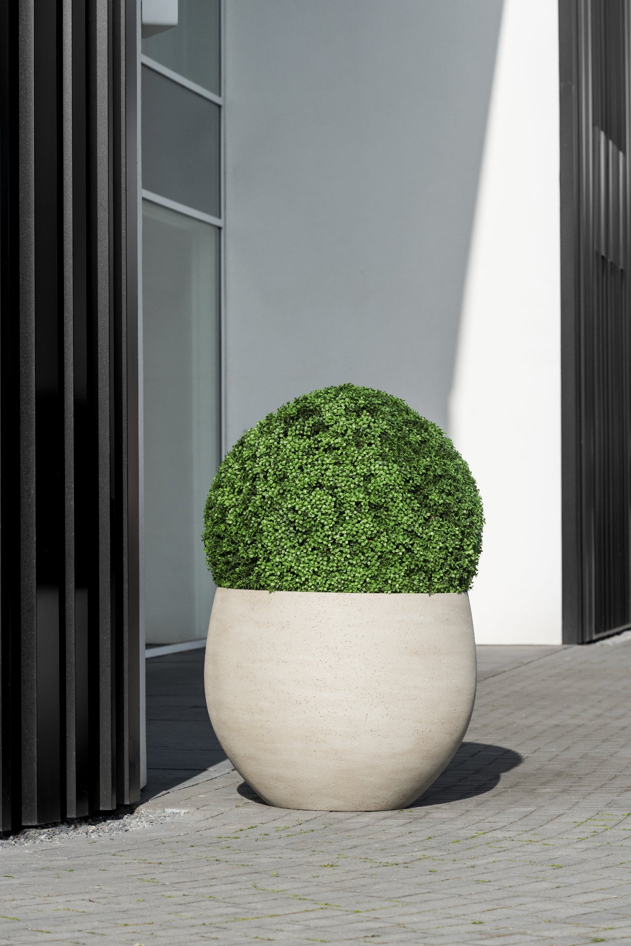 BOXWOOD ROUND