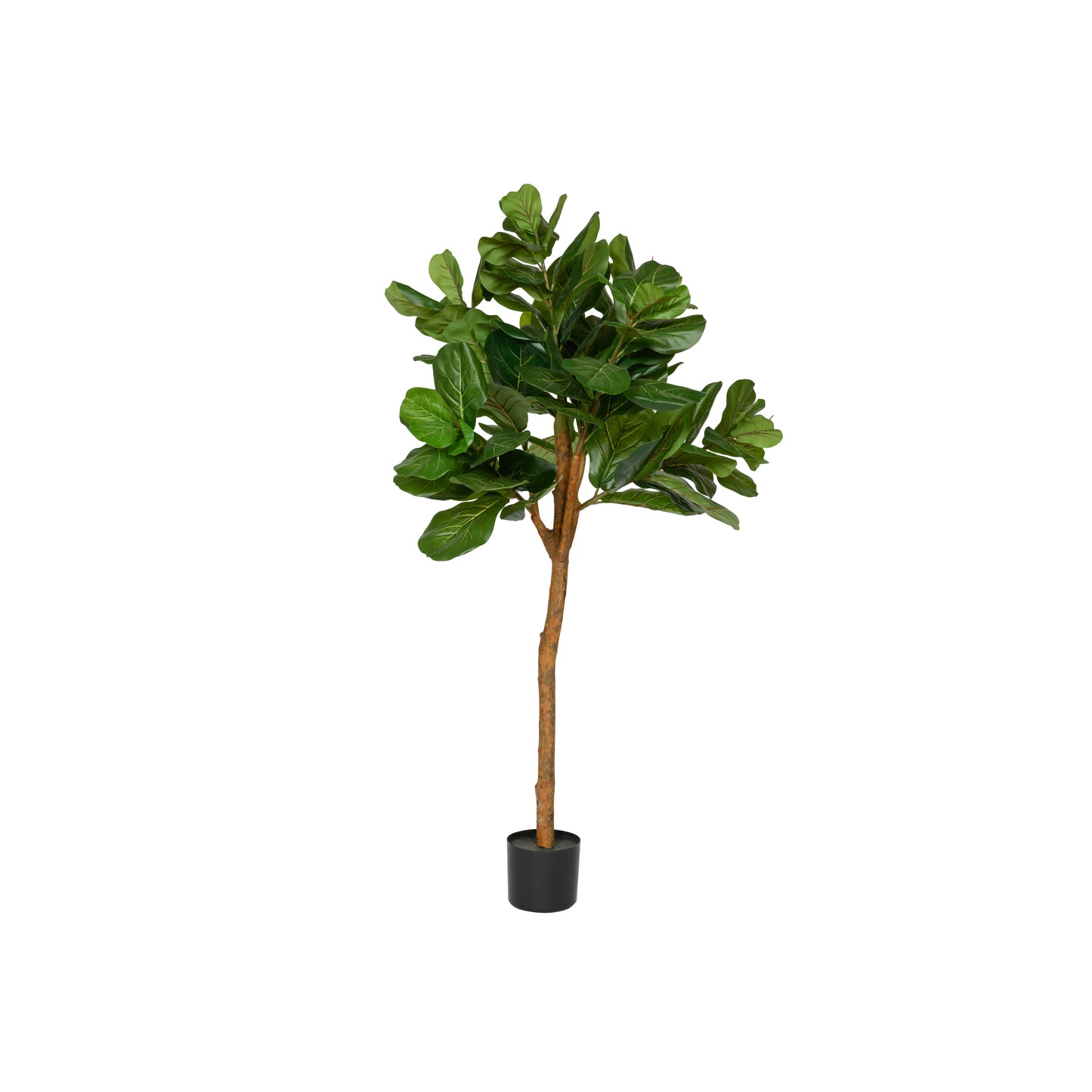 FICUS LYRATA