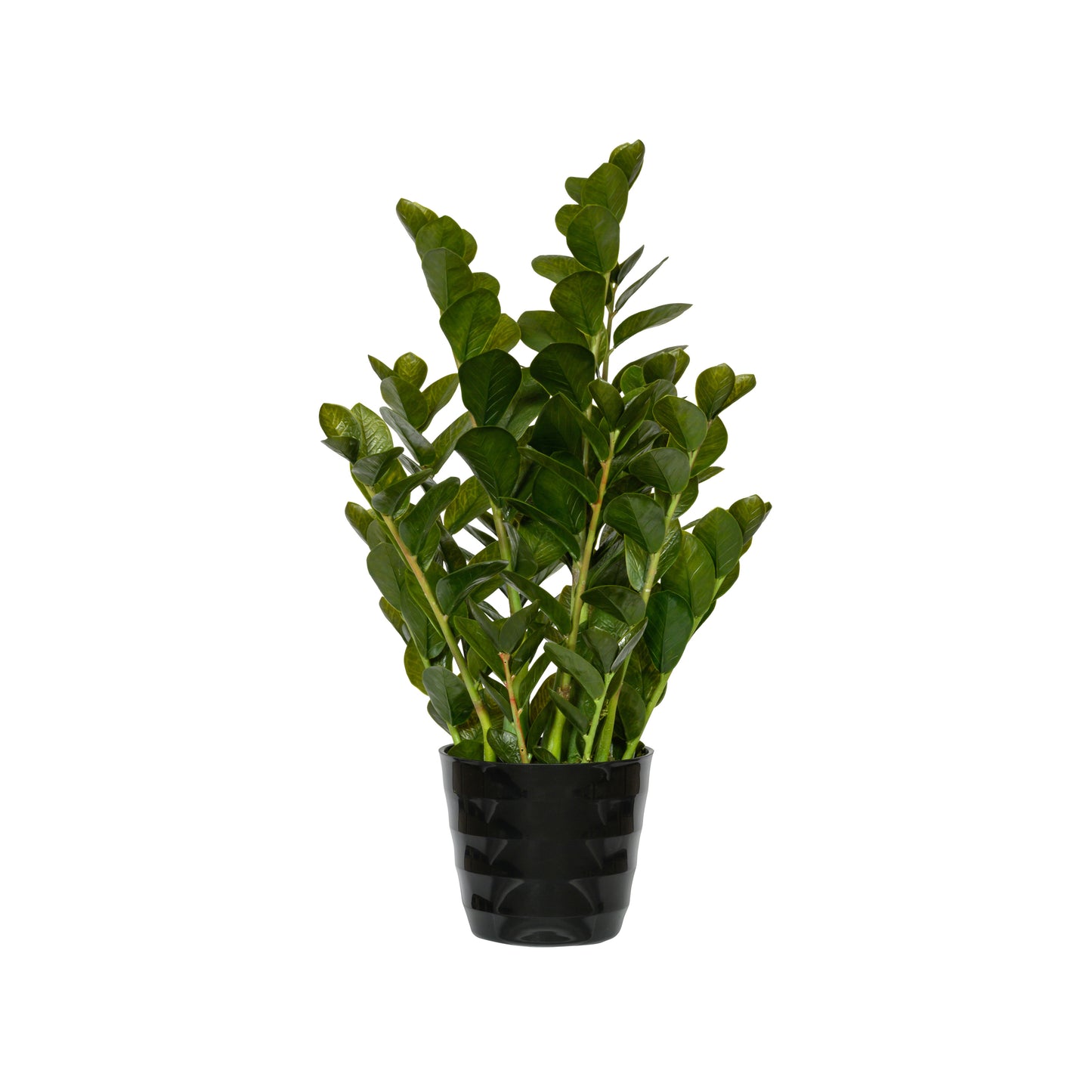 ZAMIOCULCAS