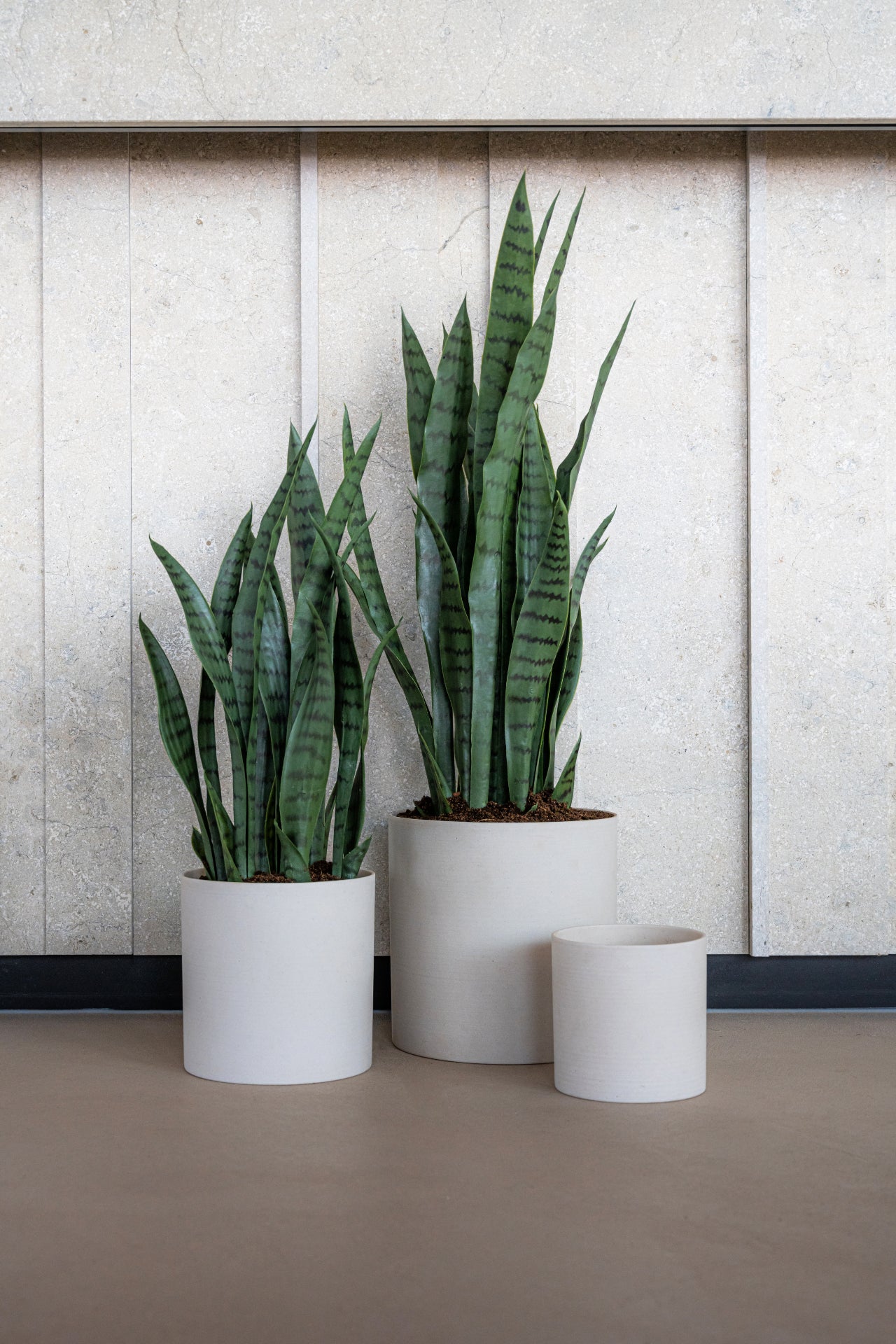 SANSEVIERIA