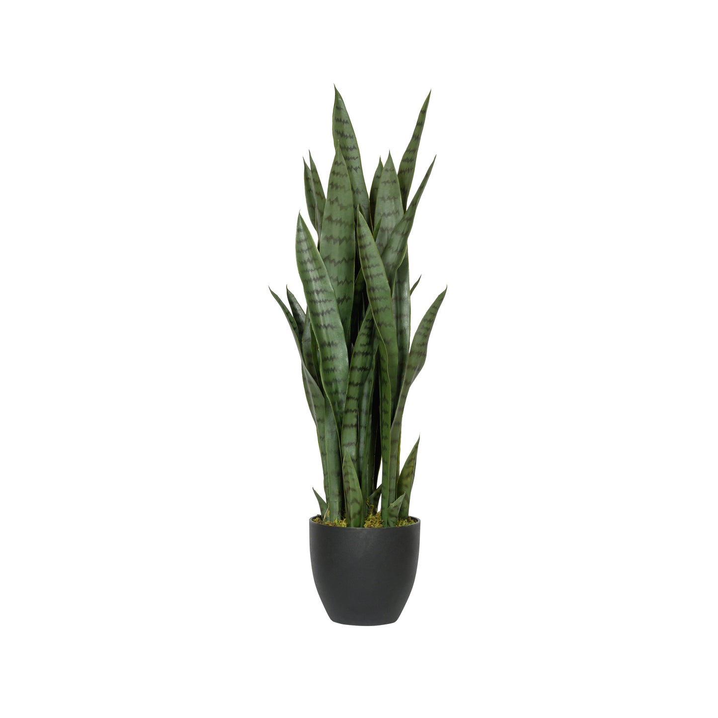 SANSEVIERIA