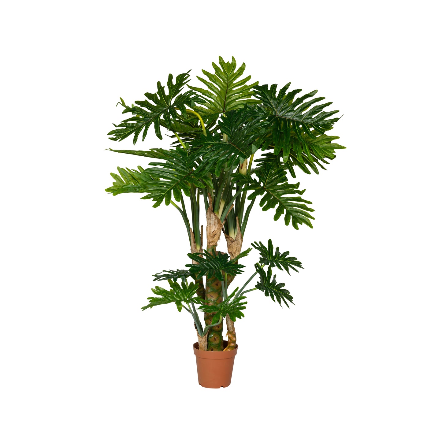 PHILODENDRON