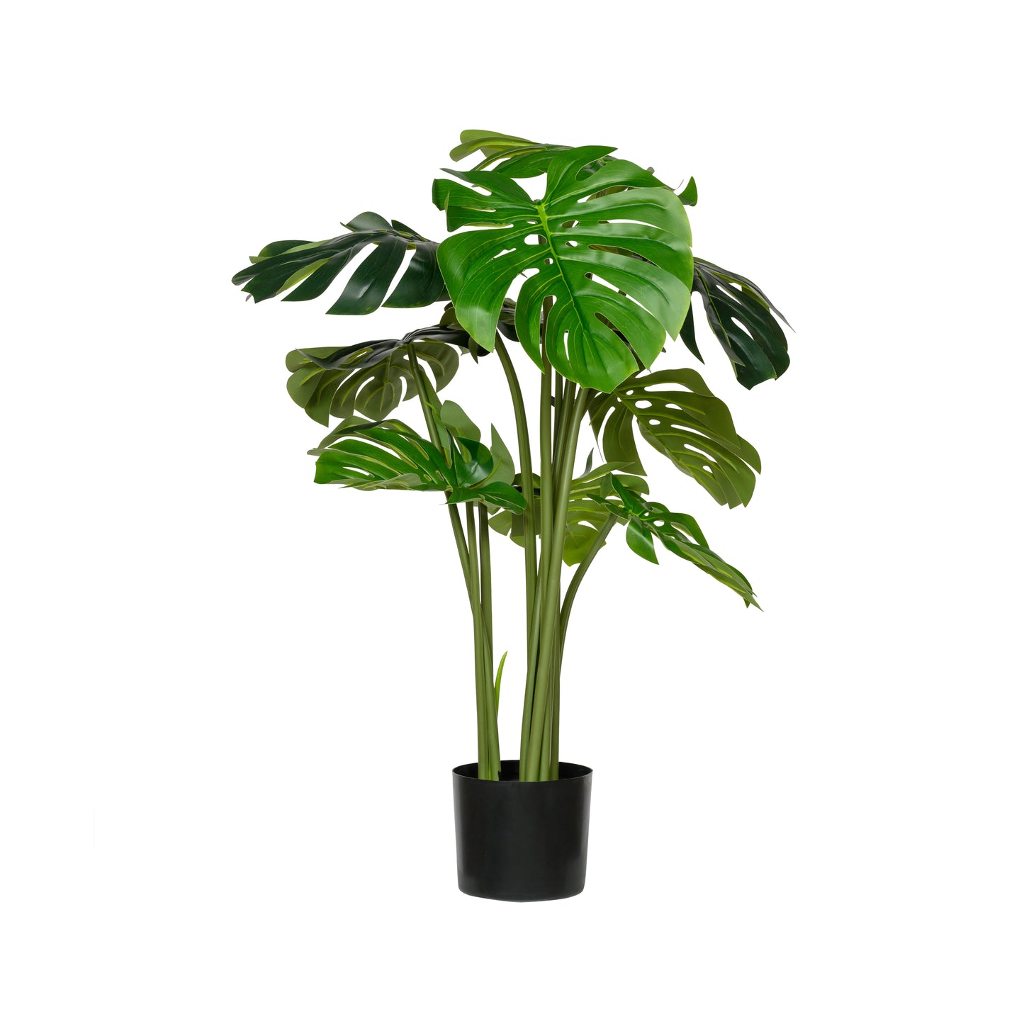 MONSTERA