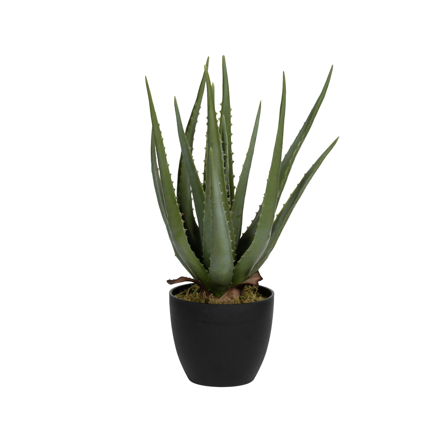 ALOE