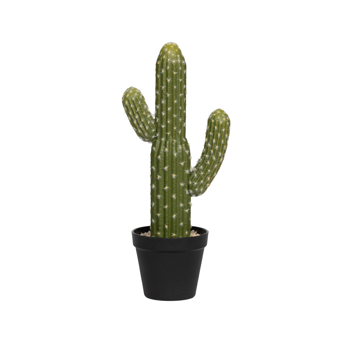 SAGUARO CACTUS