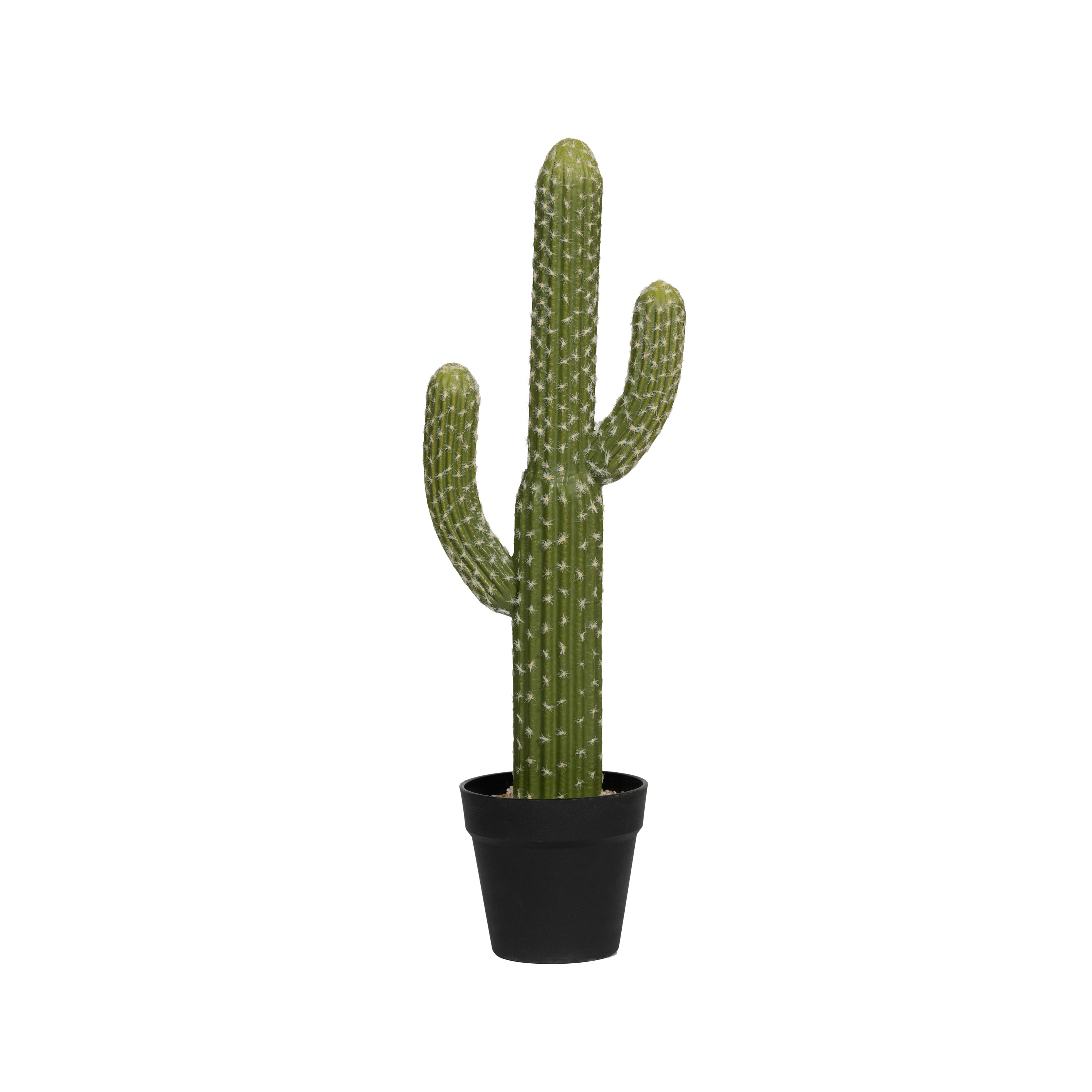 Cactus Outlet - Live Saguaro Cactus, Cactus Plants Live, Large Outdoor Live  Cactus 1' - Rare Large Live Cactus - Landscape Ready Large Cactus Plant