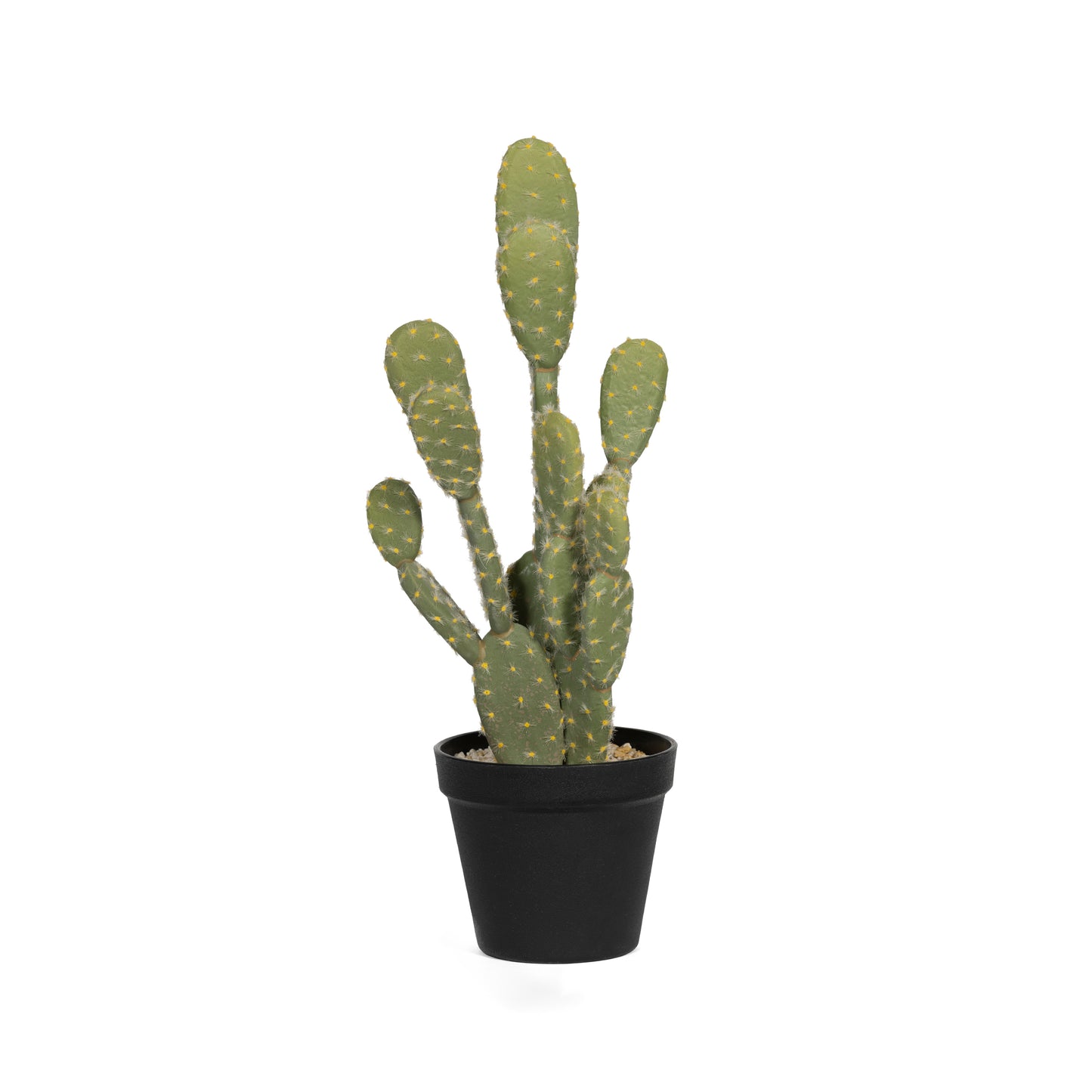 OPUNTIA CACTUS