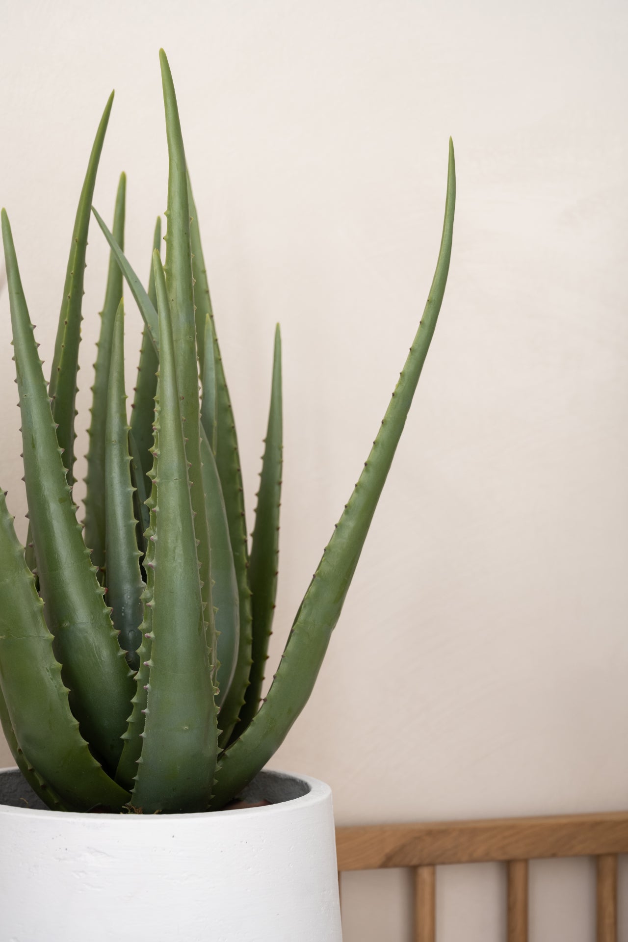 ALOE