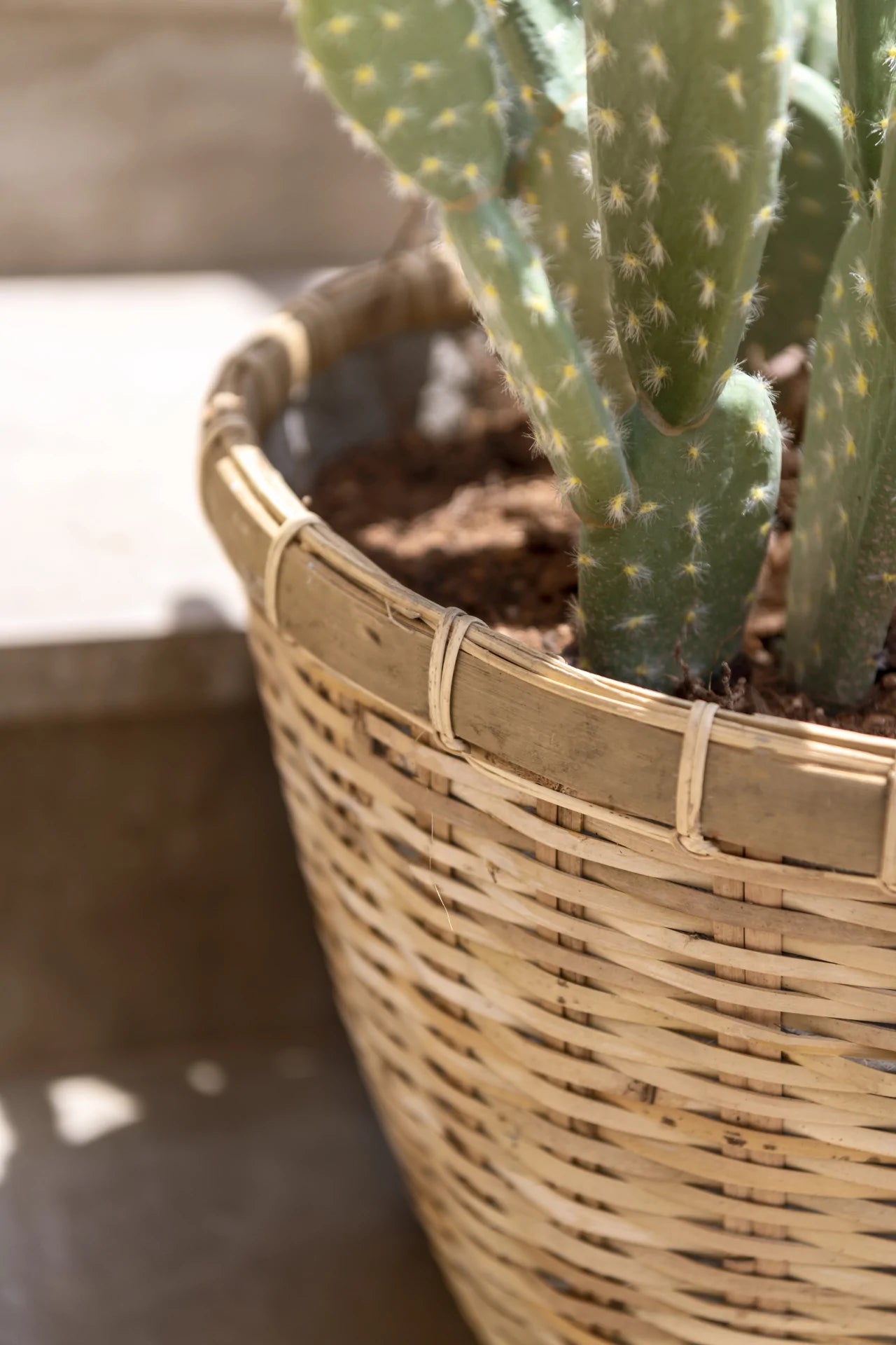 OPUNTIA CACTUS